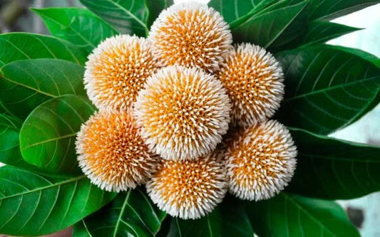 Kottamba Treee Tree – Santhi Online Plants