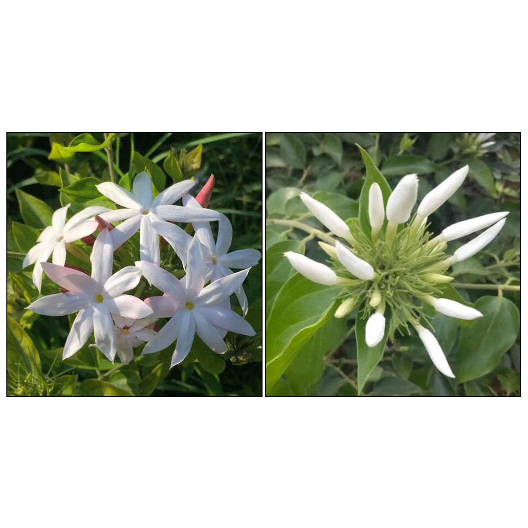 Colour kakkatan and rubber kakkatan pack