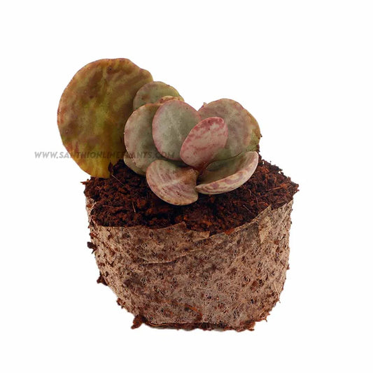 Kalanchoe marmorata-Bronze