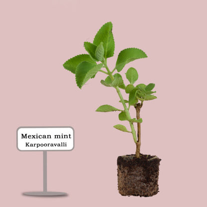 karpuravalli plant seeds Coleus Amboincus Plant-Karpura Valli – Santhi Online Plants