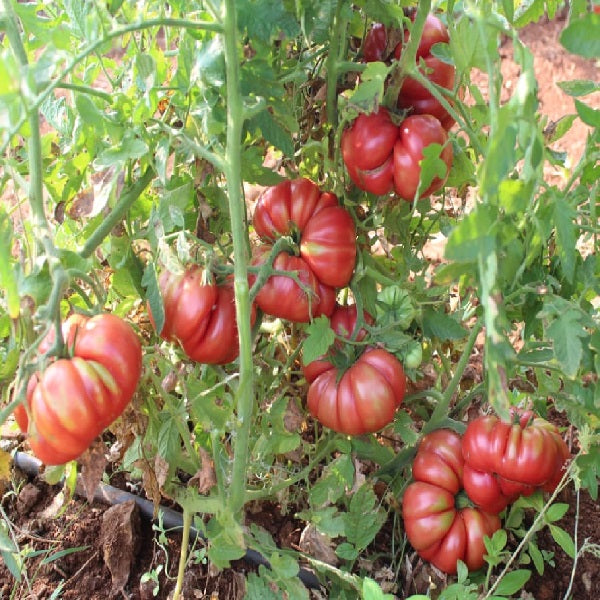 Kasi/Kashi tomato seeds