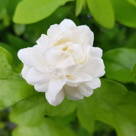 Jasmine Flower : Beautiful Kodai Malli Plant