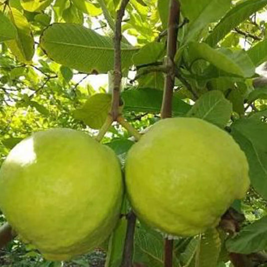 L49 white guava (Lucknow49)