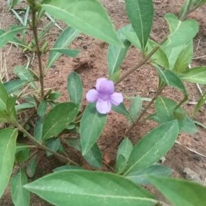 Light blue december flower plant