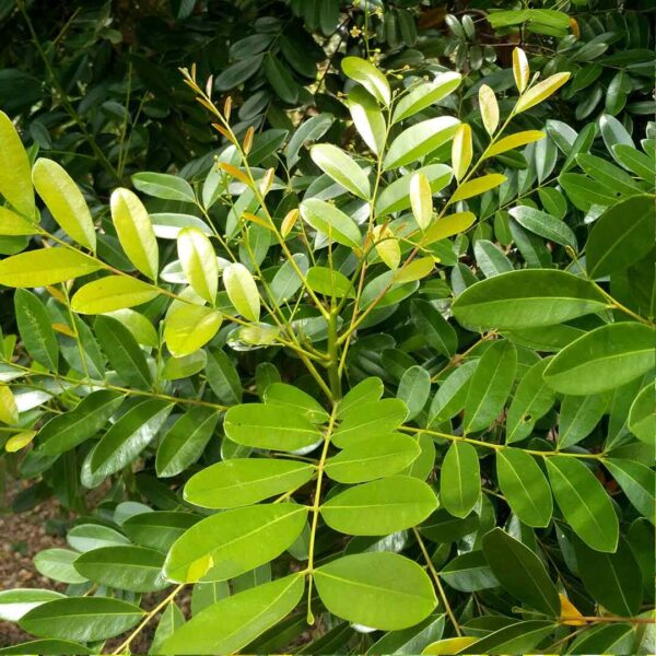 Lakshmi tree-Simarouba Glauca