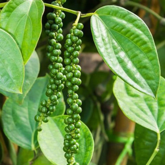 Black pepper plant