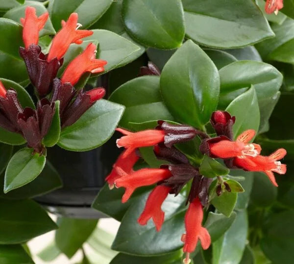 Lipstick plant : Perfect Red Aeschynanthus radicans