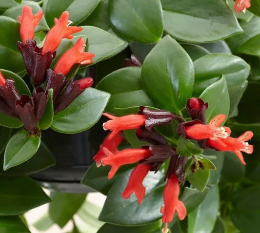 Lipstick plant : Perfect Red Aeschynanthus radicans
