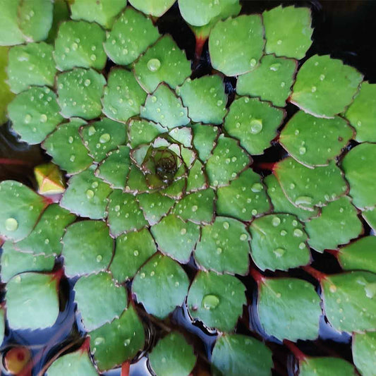 Ludwigia sedoides (Water mosaic) 10 plants