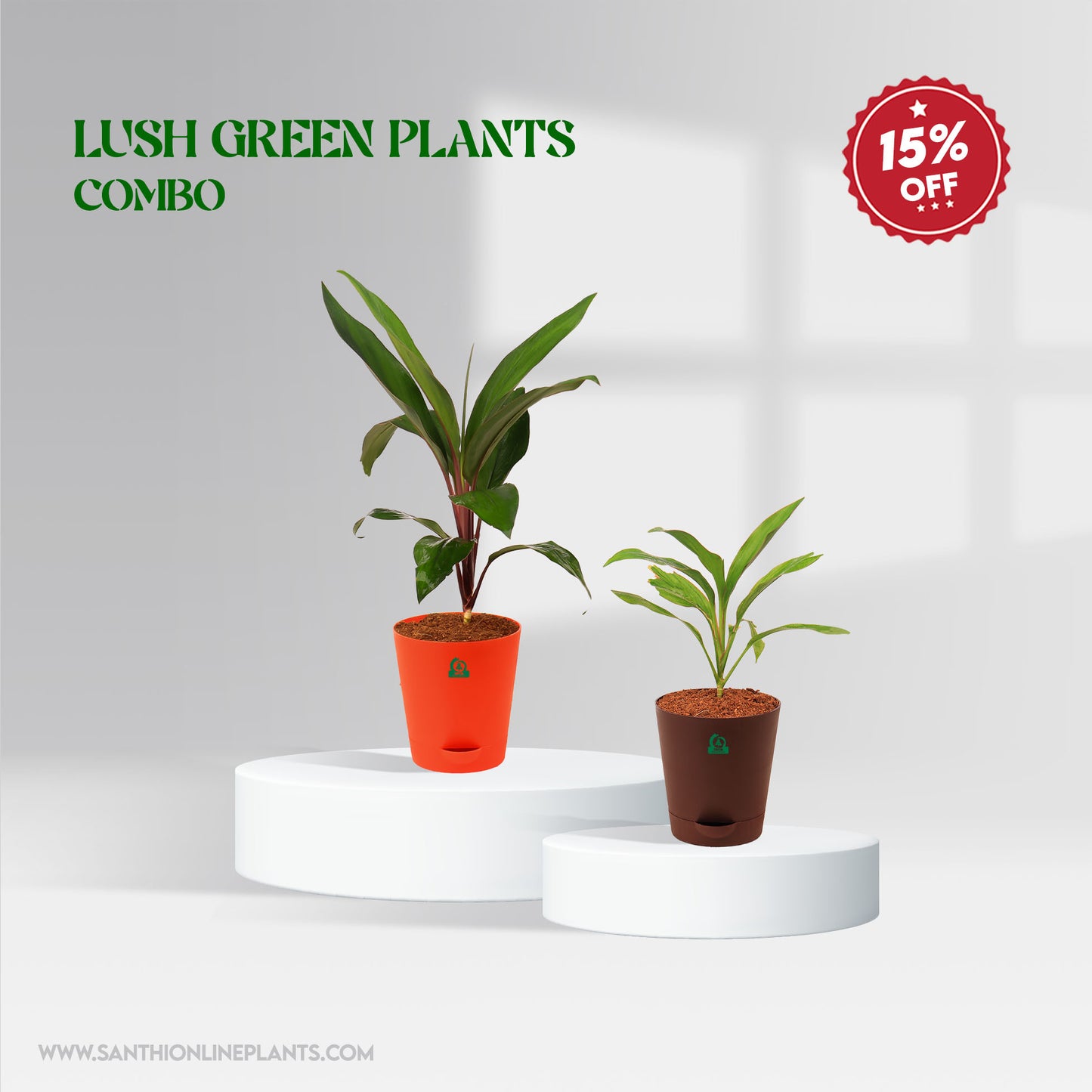 Lush Green Plant Combo