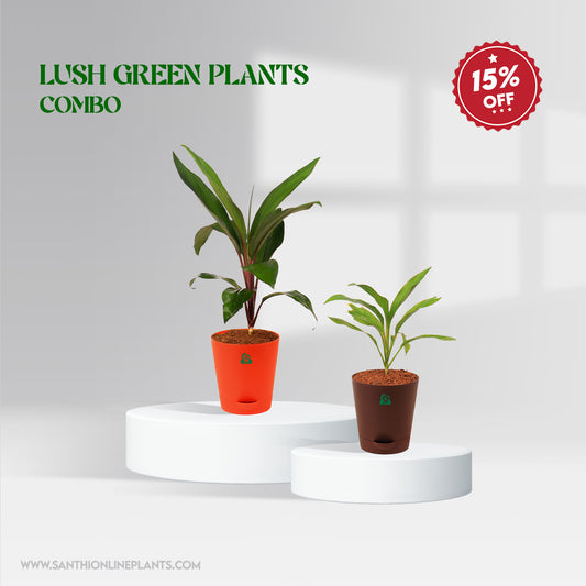 Lush Green Plant Combo