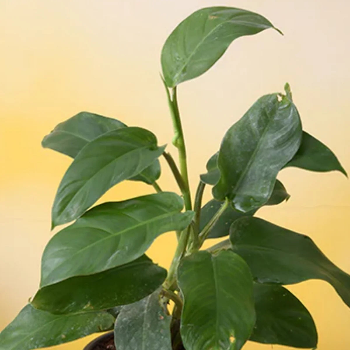 Philodendron ceylon green plant