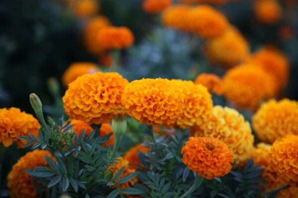 Marigold Orange