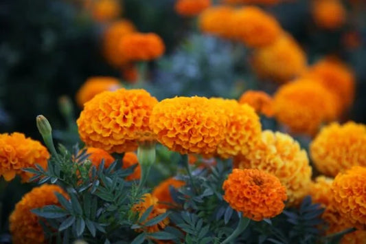 Marigold Orange