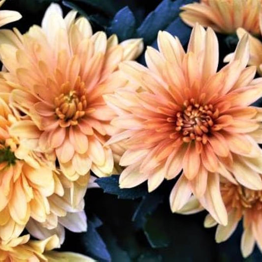 Chrysanthemum 'Mini chocolate' flower plant