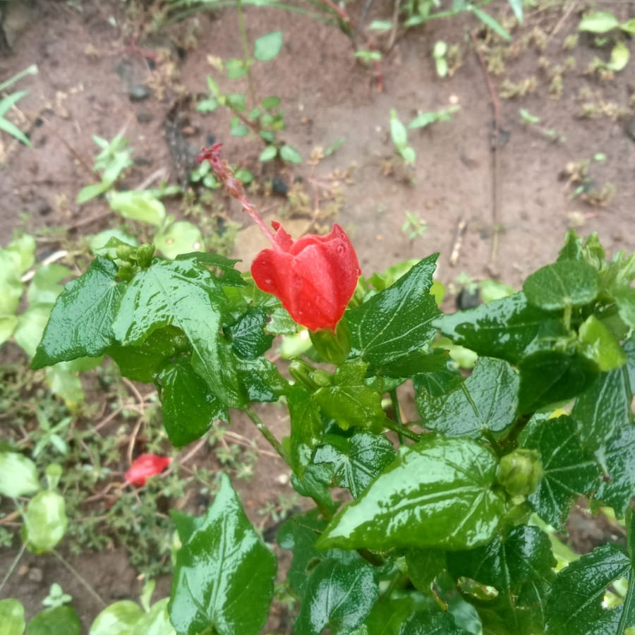 Sleeping hibiscus mini red flower plant