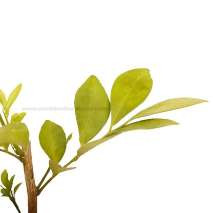 Orange Jessamine-Fragrance Flower Plant