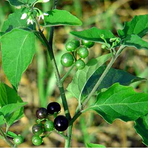 Manaththakkali seeds