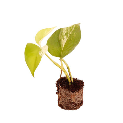 Beautiful Marble Money Plant