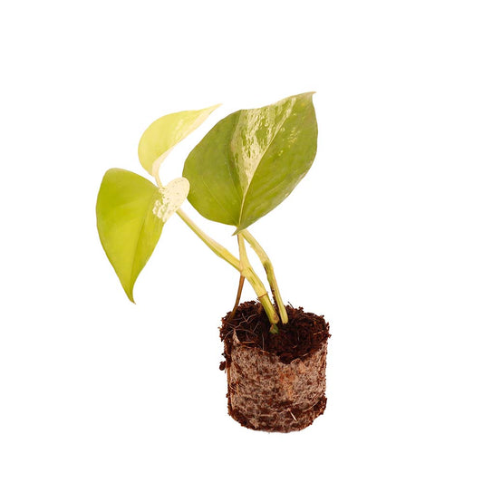 Beautiful Marble Money Plant