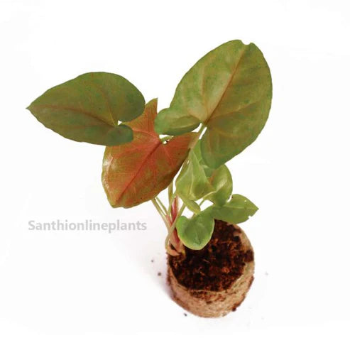 Tissue cultured syngonium maria allusion plant (pack of 10 plants )