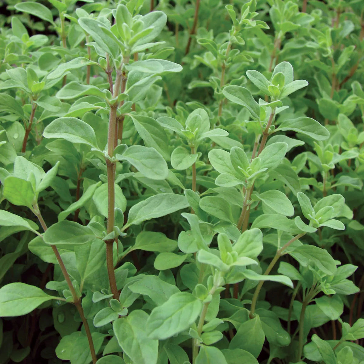 Origanum majorana - sweet marjoram ( Pack of 3 Maruvu plant )