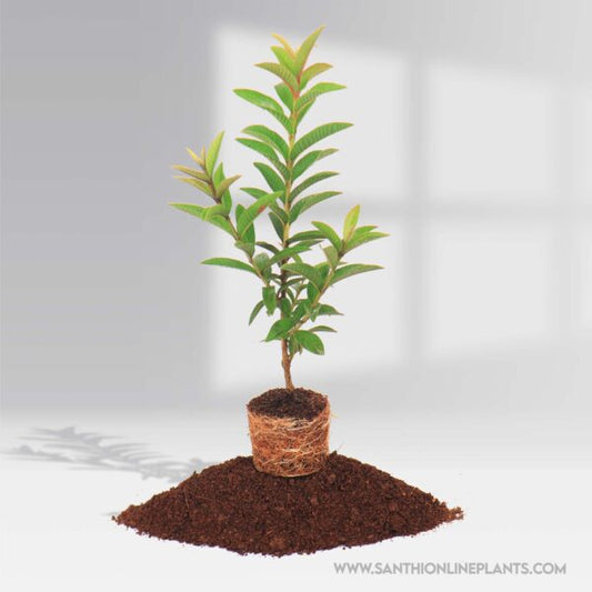 Mini Guva Fruit – Santhi Online Plants