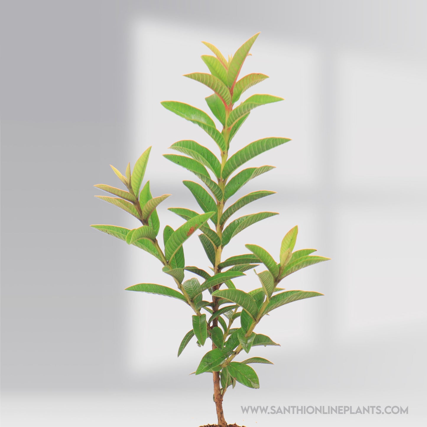 Mini Guava Green