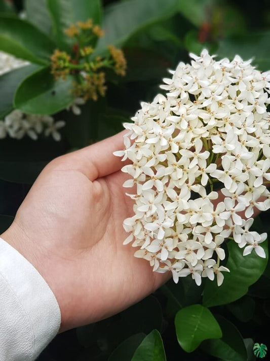 Mini ixora white