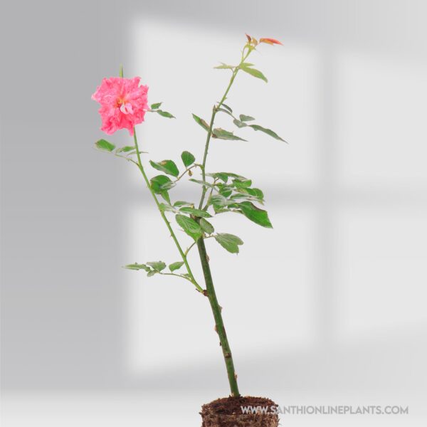 Mini Rose Plant