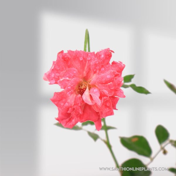 Mini Rose Plant