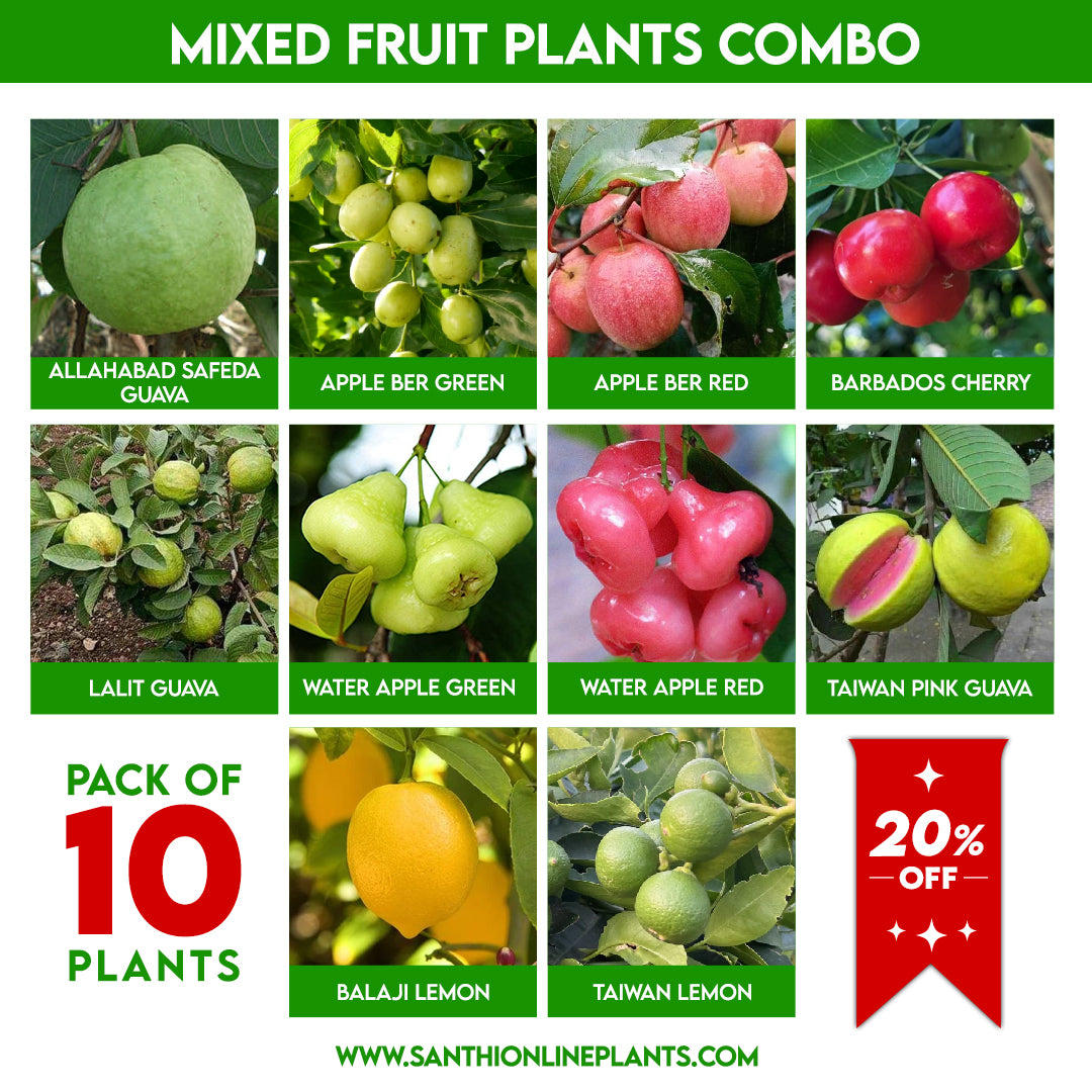 Mixed Fruit Plants Combo – Pack of 10 Live Grafted Fruit Plants