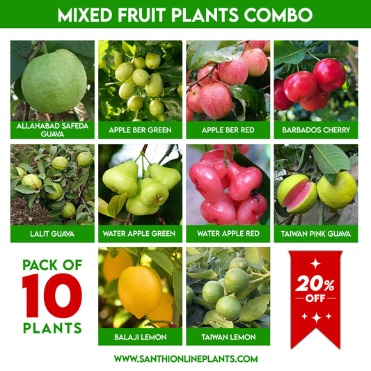 Mixed Fruit Plants Combo – Pack of 10 Live Grafted Fruit Plants