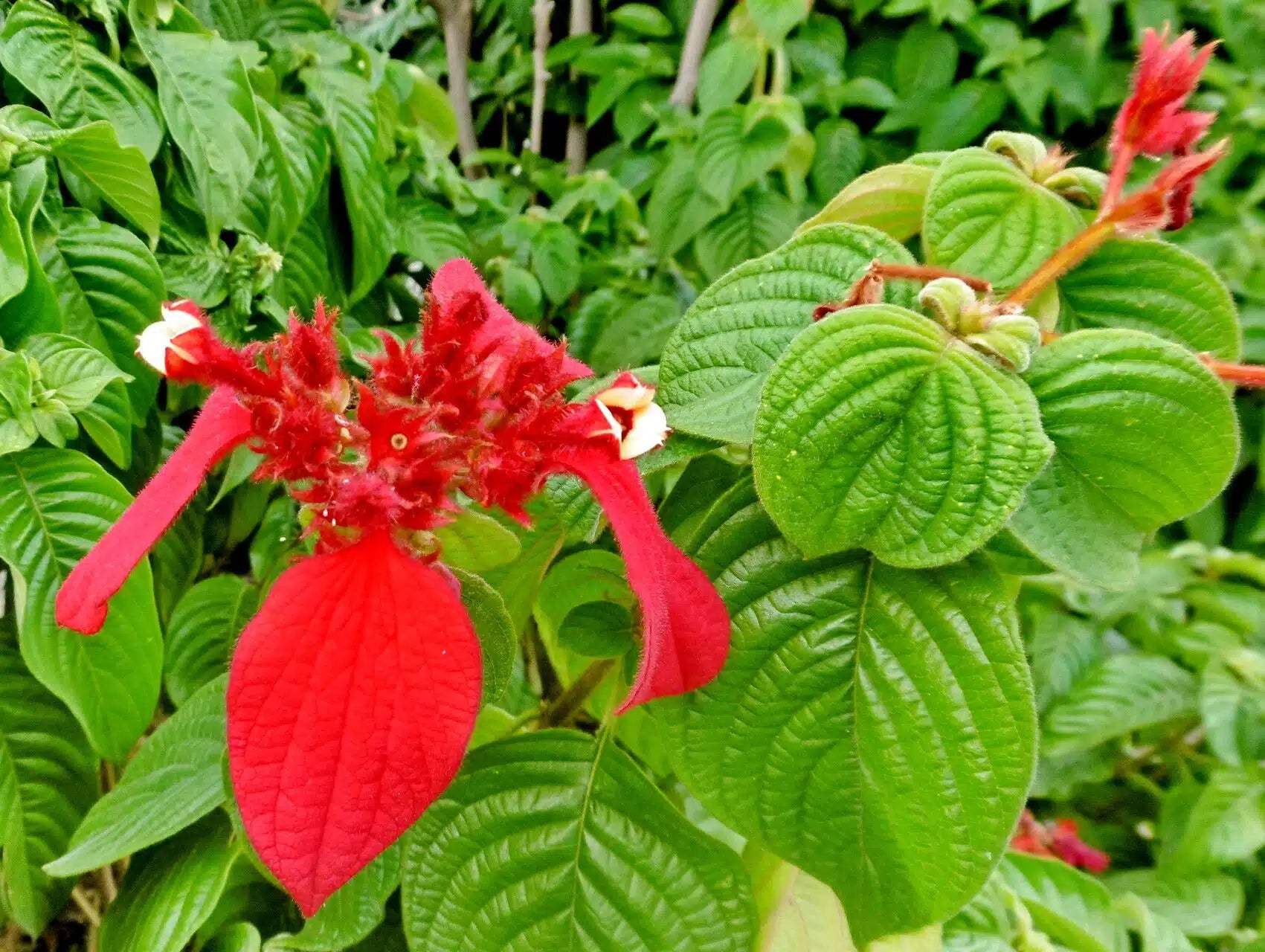 mussaenda tree and philodendron Mussaenda Red Plant – Santhi Online Plants