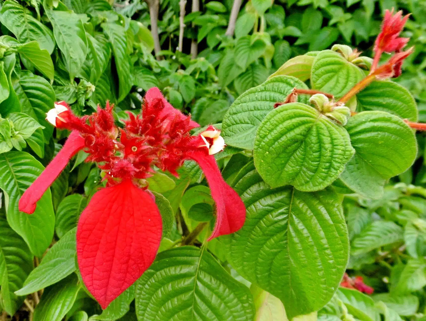Mussaenda Red Plant