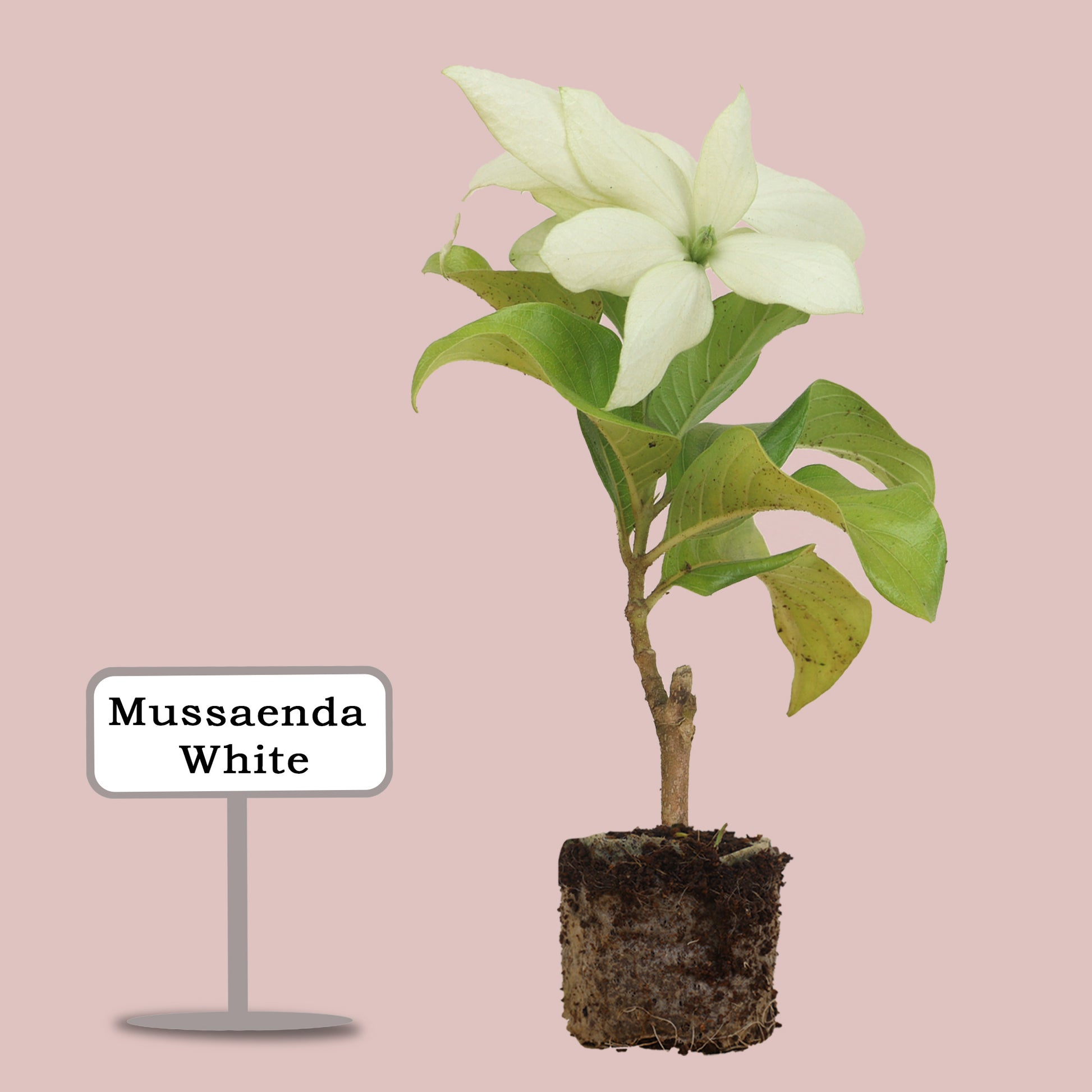 mussaenda plant in pot Mussaenda White Plant – Santhi Online Plants