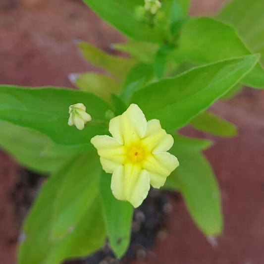 Mussaenda Yellow Mini