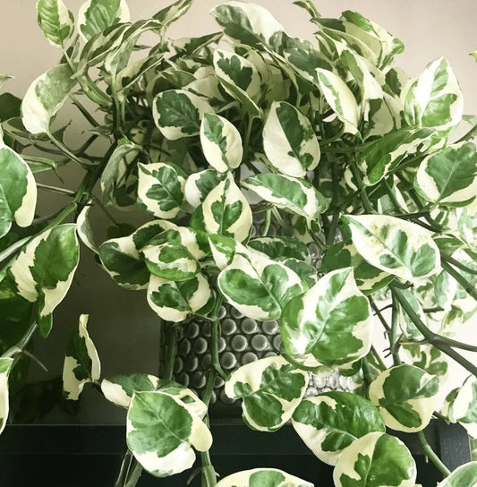 N’Joy Money Plant