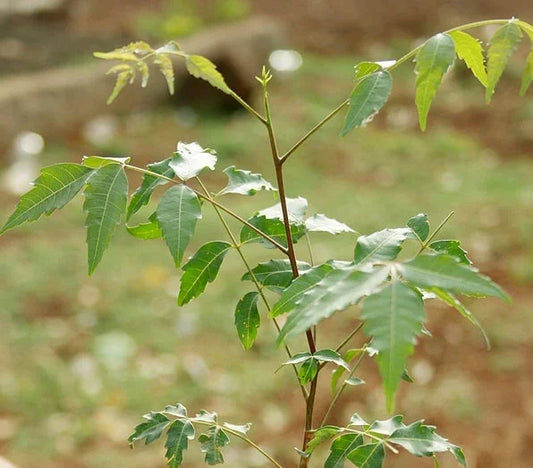 Neem Plant – Azadirachta indica