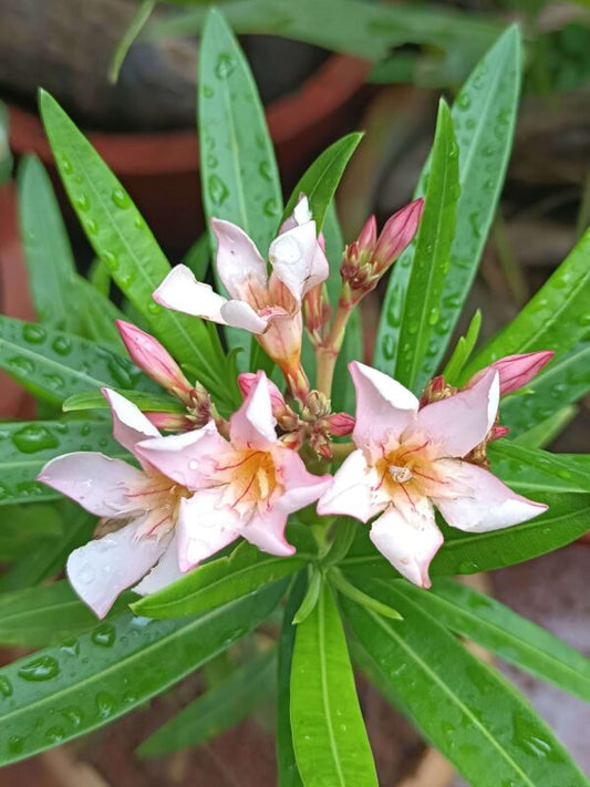 Nerium Hybrid -Alari(Pink)