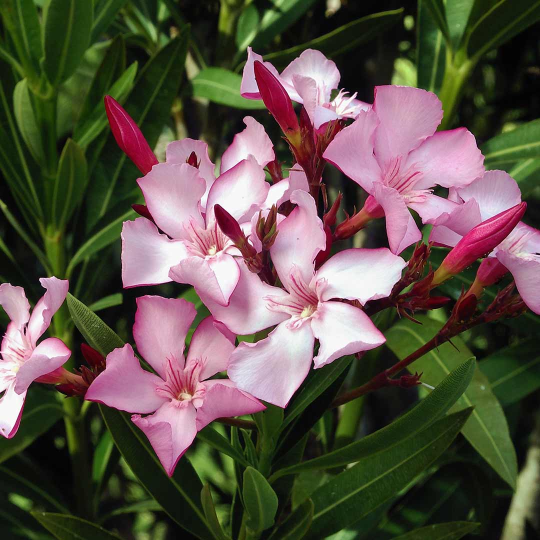 Nerium oleander Pink