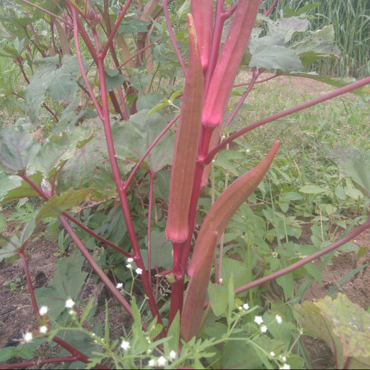 Red long okra seeds ( Sivappu neela vendai)