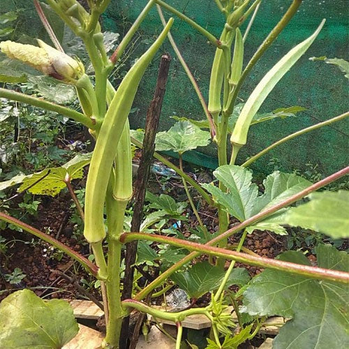 One feet long okra seeds