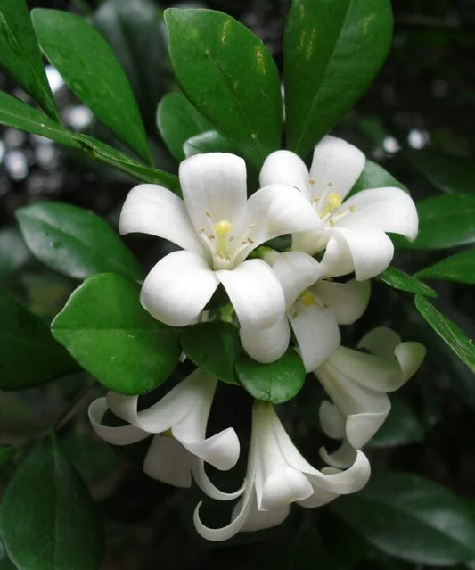 Orange Jessamine-Fragrance Flower Plant