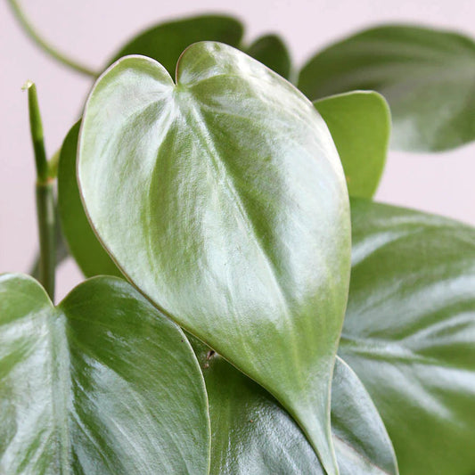 Philodendron oxycardium green plant