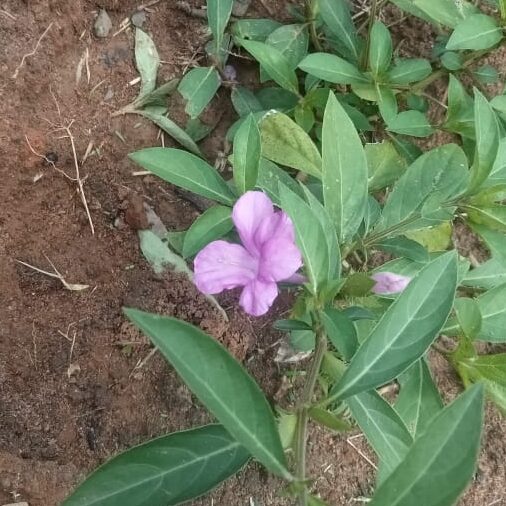 Pink december flower plant