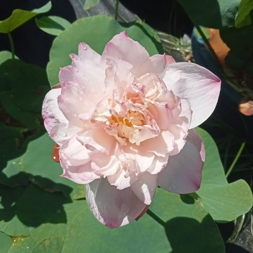 Pink mist lotus tuber
