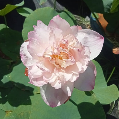 Pink mist lotus tuber