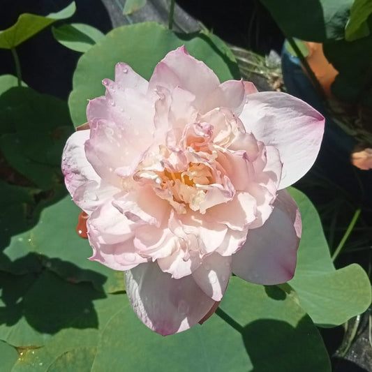 Pink mist lotus tuber