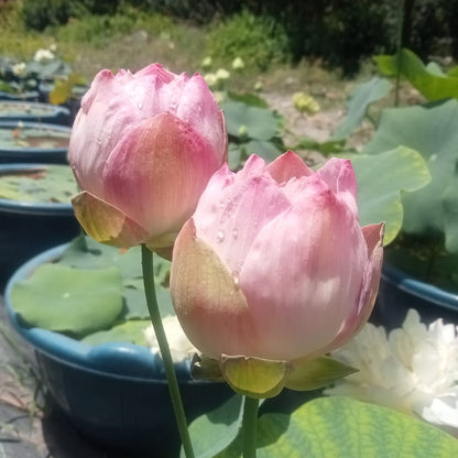 Pink mist lotus tuber